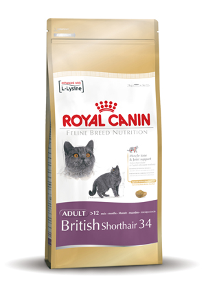 British Shorthair 34