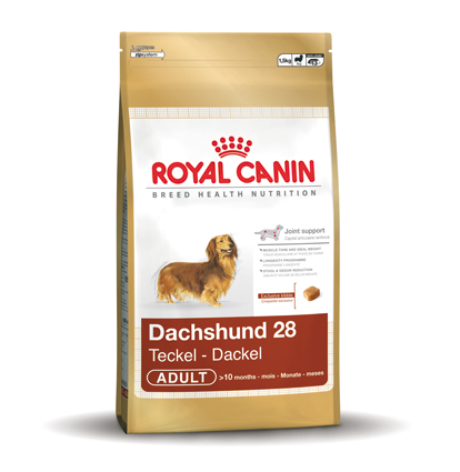 Dachshund 28 Adult