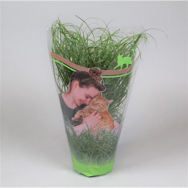 Plant voor katten (Kattengras) 8 x 1 st.