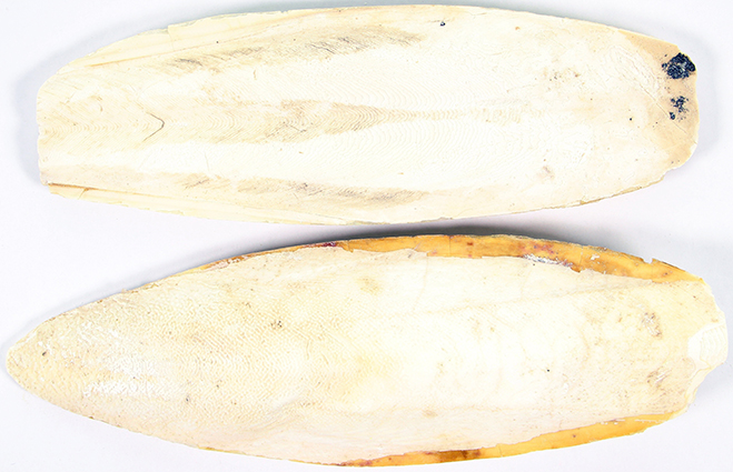 ESVE Sepiaschalen 4-6 Inch 5 kg.