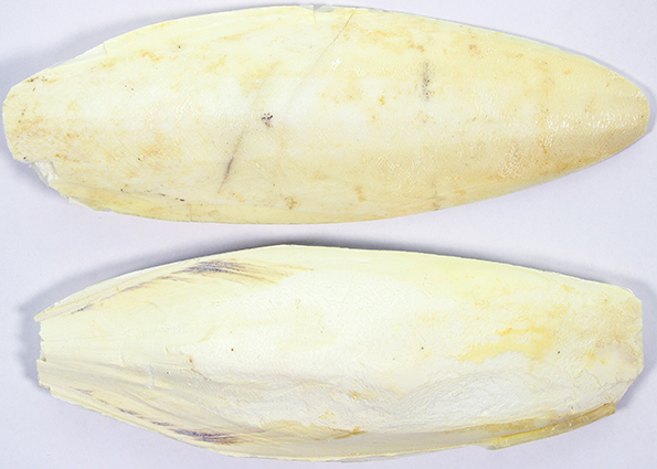 ESVE Sepiaschalen 10-12 Inch 5 kg.