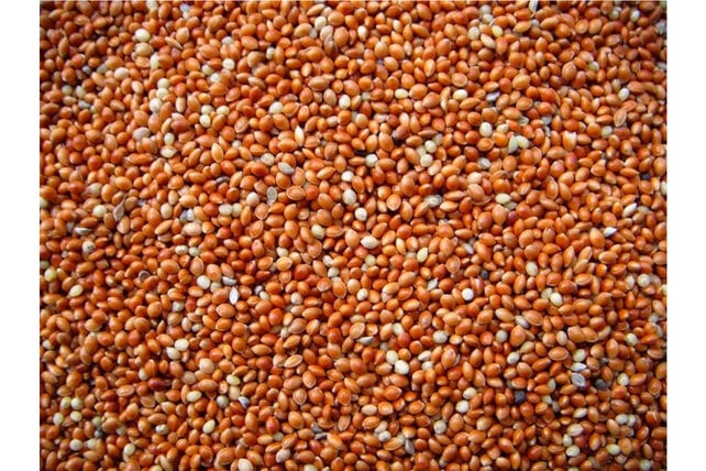 Panicum Rood 25 kg.