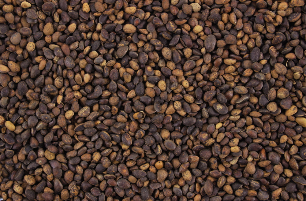 Cedernoten 25 kg.