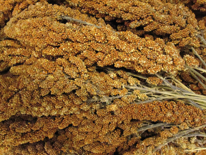 Trosgierst Frans Rood 25 kg.