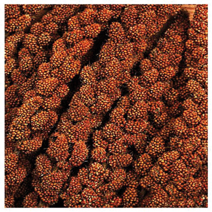 [VV0167] Tijssen Trosgierst Chinese Rood 8 inch 15 kg.