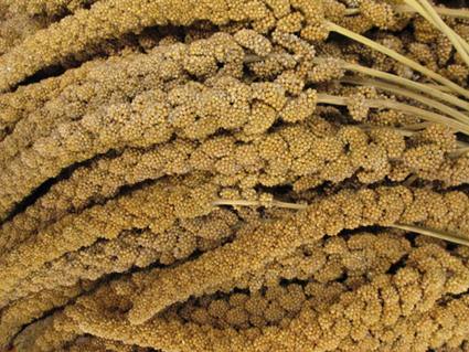 [VV0170] Trosgierst Frans Geel 25 kg.