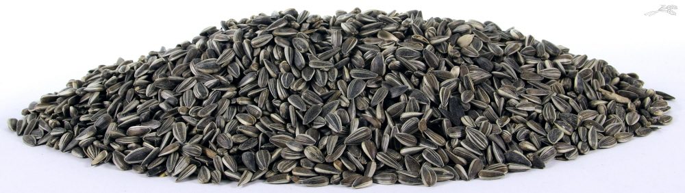 Zonnepitten Gestreept 10 kg.