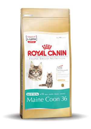 Main Coon Kitten 4 kg.